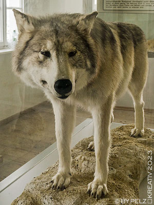 Exponattitel: Riedenburg / Rosenburg / Raubvogelschau & Museum Nr. 24 / Tierpräparat: Wolf - Exponatgröße: 15 x 20 cm - Art: fineART - © by Pelz Kreativ 2023