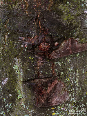 Baumgeister Nr. II - © by Pelz Kreativ 2020