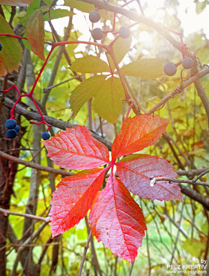 Exponattitel: Wilder Wein im Gegenlicht - © by Pelz Kreativ 2020