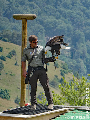 Exponattitel: Riedenburg / Rosenburg / Raubvogelschau & Museum Nr. 17 / Weißkopfseeadler - Exponatgröße: 15 x 20 cm - Art: fineART - © by Pelz Kreativ 2023