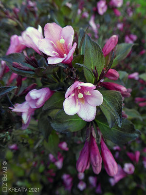 Exponattitel: Mai-Impressionen II / 20 / Zwerg Rhododendron - Exponatgröße: 15 x 20 - Art: fineART - © by Pelz Kreativ 2021