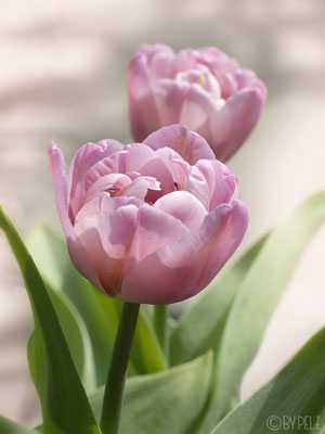 Tulpen, Garten, Pflanzen, Natur, © by Pelz, 2026.