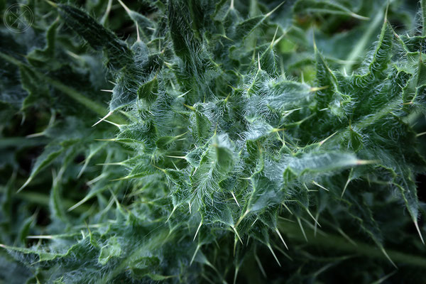 Distel - Copyright by Pelz 2018
