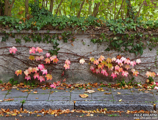 Exponattitel: Bezaubernd bunte Gartenmauer - © by Pelz Kreativ 2020