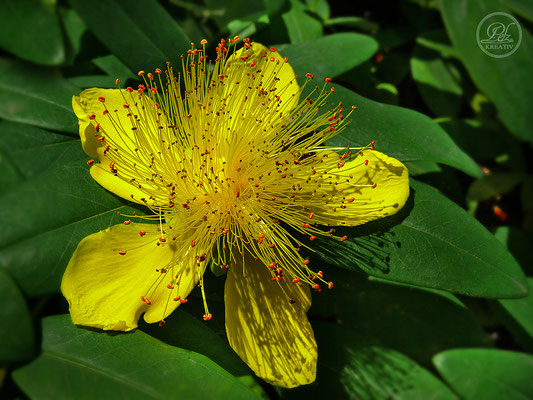 Exponattitel: Sommerspaziergang an der Donau - Teil II / Regensburg  Nr. 12 - Hypericum Olympium - © by Pelz Kreativ 2019