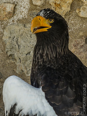 Exponattitel: Riedenburg / Rosenburg / Raubvogelschau & Museum Nr. 4 / Riesenseeadler - Exponatgröße: 15 x 20 cm - Art: fineART - © by Pelz Kreativ 2023
