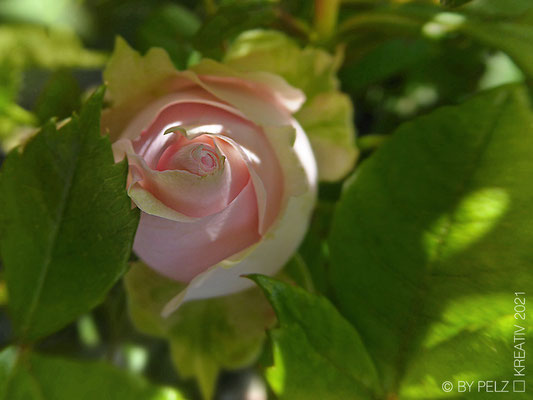 Exponattitel: Gartenrose Nr. 1 - Exponatgröße: 15 x 20 - Art: fineART / Makro - © by Pelz Kreativ 2021