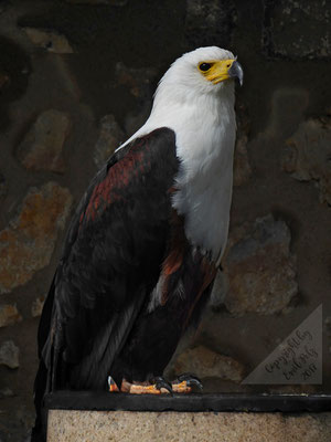 Schreiseeadler - © by Emil Pelz 2017