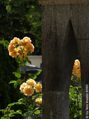 Exponattitel: Melancholische Friedhofs-Impressionen / Nr. 3 / Yellow bush roses - Exponatgrößen: 15 x 20 - Art: fineART - © by Pelz Kreativ 2020