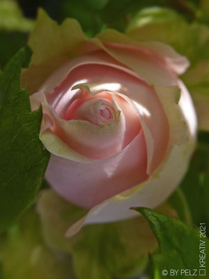 Exponattitel: Gartenrose Nr. 3 - Exponatgröße: 15 x 20 - Art: fineART / Makro - © by Pelz Kreativ 2021