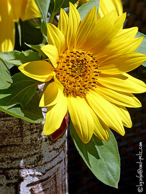 Exponattitel: Sommerimpressionen 1/5 - Exponatgröße: 30 x 40 cm - Art: fineART - © by Pelz Kreativ 2023 