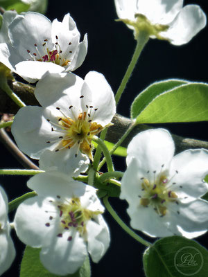 Frühlingsszenarien 1-17 / Kirschblüten II - Bild 8 - © by Pelz Kreativ 2019