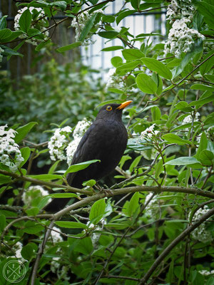 Amsel Nr. 2 - Copyright by Pelz 2018