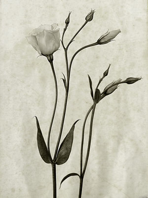 Exponattitel: K. Blossfeldt ART [NR. 2 / Eustoma - Lisianthus / Prärie Enzian] - Exponatgröße: 30 x 40, ohne Rahmung - Art: fineART / Fotografie - Signatur: datiert, signiert - © by Pelz 2018