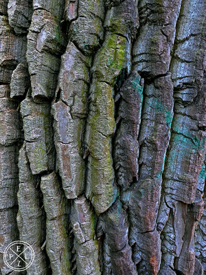 Rindenstruktur eines Baumes - Copyright by Pelz 2018