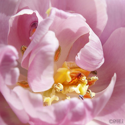 fineART, Tulpenblüte, Garten, Pflanzen, Natur, © by Pelz, 2026.