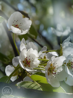 Frühlingsszenarien 1-17 / Kirschblüten I - Bild 6 - © by Pelz Kreativ 2019