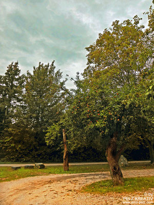 Alter Apfelbaum - © by Pelz Kreativ 2020