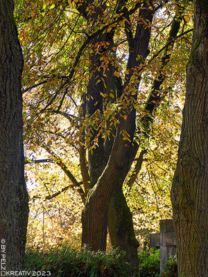 Exponattitel: Schöne Herbststimmungen 3/15 / Wenn Baumseelen sich begegnen - Exponatgröße: 30 x 40 cm - Art: fineART - © by Pelz Kreativ 2023