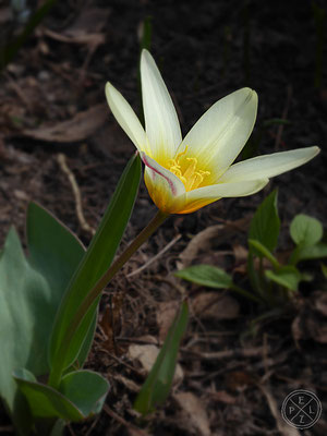 Zwergtulpe - © by Pelz 2018