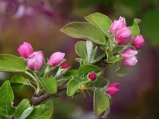 Apfelblüten mit Spinne - Copyright by Pelz 2018
