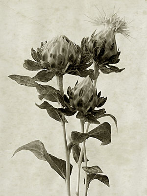 Exponattitel: K. Blossfeldt ART Nr. 3 / Carthamus tinctorius - Färber-Distel] - Exponatgröße: 30 x 40, ohne Rahmung - Art: fineART / Fotografie - Signatur: datiert, signiert - © by Pelz 2018