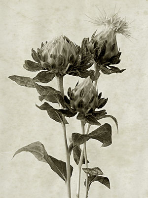 Exponattitel: K. Blossfeldt ART Nr. 3 / Carthamus tinctorius - Färber-Distel] - Exponatgröße: 30 x 40, ohne Rahmung - Art: fineART / Fotografie - Signatur: datiert, signiert - © by Pelz 2018