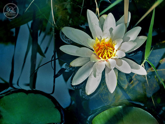 Exponattitel: Sommerspaziergang an der Donau / Regensburg Nr. 18 - Seerose Nr. 3 - © by Pelz Kreativ 2019