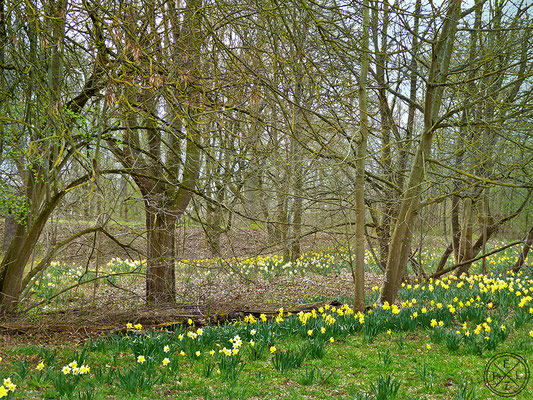 Frühlingsmorgen im Laubwald - © by Pelz 2018
