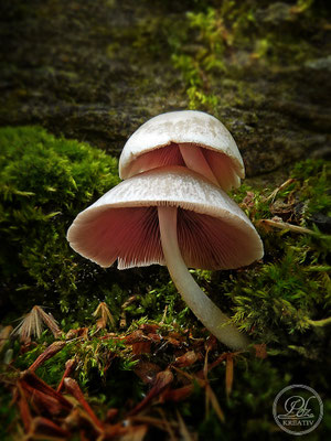 Exponattitel: Sommerspaziergang an der Donau / Regensburg Nr. 24 - Graugrüner Dachpilz (Pluteus salicinus) - © by Pelz Kreativ 2019