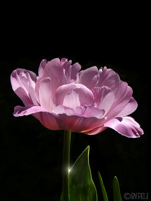 geöffnete Tulpenblüte, Tulpe, rosa, fineART, Garten, Pflanze, Natur, © by Pelz, 2026.