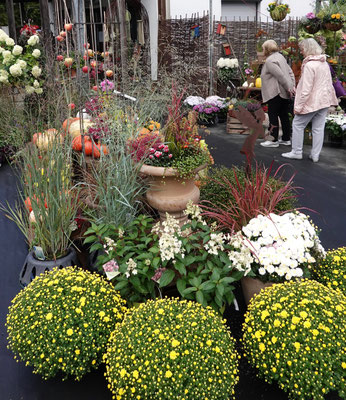 Gelbe Blütenpracht beim Herbstmarkt im Pflanzenhof