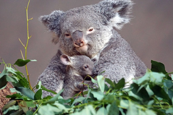 Koala mit Uki