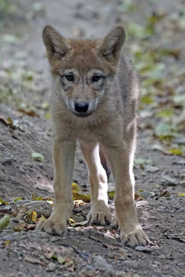 Wolfswelpe ca. 58 Tage alt