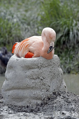 Chile-Flamingo am brüten