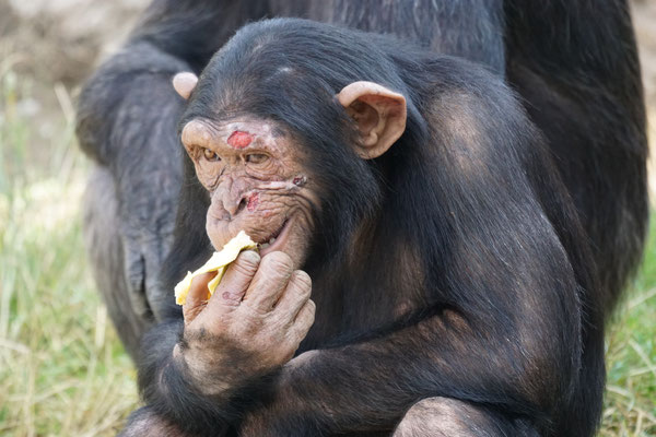 Schimpanse Walter Zoo, Gossau
