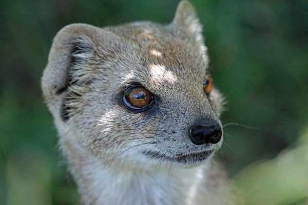 Fuchsmanguste "Okavango" · Walter Zoo (umplatziert)