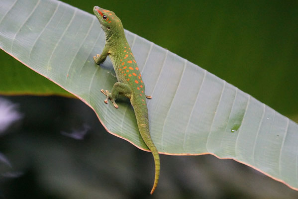 Madagaskar-Gecko · Masoalahalle