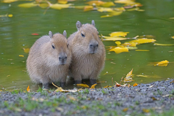 Capybara juv