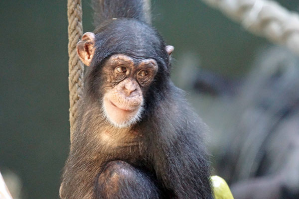 Schimpanse · Basler Zoo