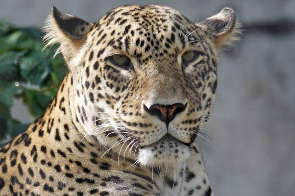 Persischer Leopard · Tierpark Dählhölzli
