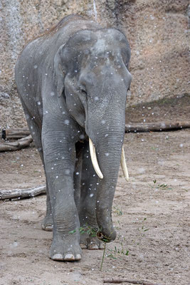 Asiatischer Elefant in der Aussenanlage bei Schneefall