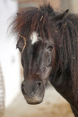 Shetland Pony "Nikki" geb. 2000 · Zoolino