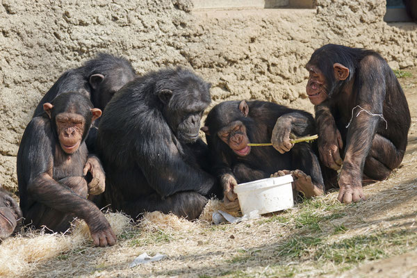 Schimpansen · Abenteuerland Walter Zoo Gossau SG