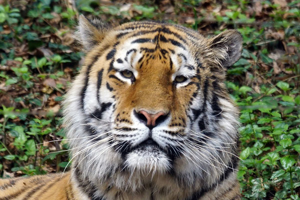 Sibirischer Tiger · Portrait
