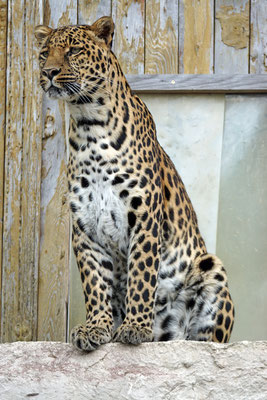 Leopard Toni's Zoo · Rothenburg LU
