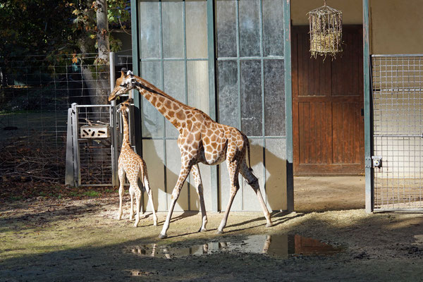 Kordofan Kalb mit Muttertier "Sophie" · Basler Zoo