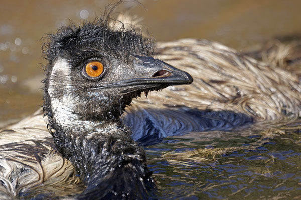 Emu im Planschbecken