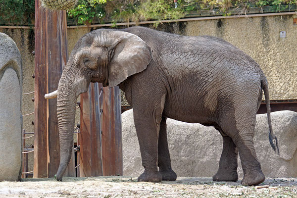 Afrikanischer Elefantenbulle "Tusker" · Basler Zoo