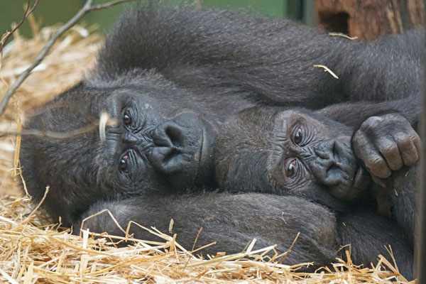 Gorilla · Mittagsschlaf von Mutter und Tochter